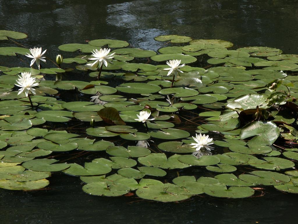 Matsusaki Nomi Buitenkant foto